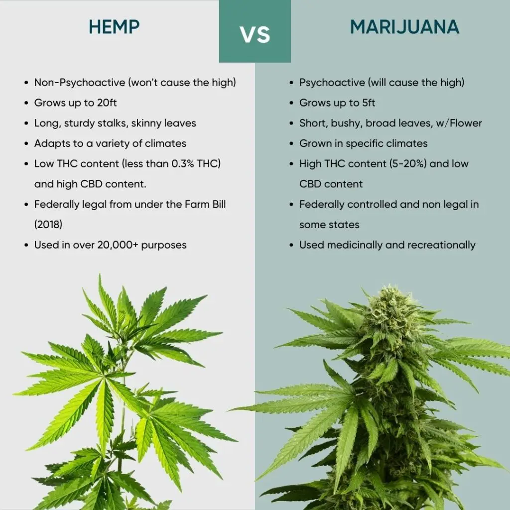Hemp vs. Marijuana Comparison Images and Uses