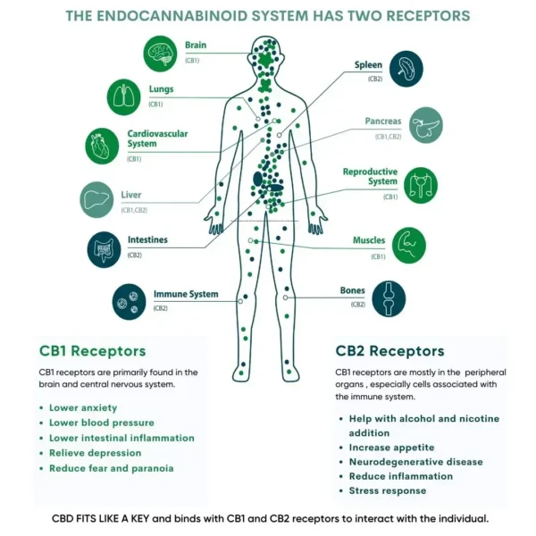 CBD Types Explained - the Endocannabinoid System (ECS)