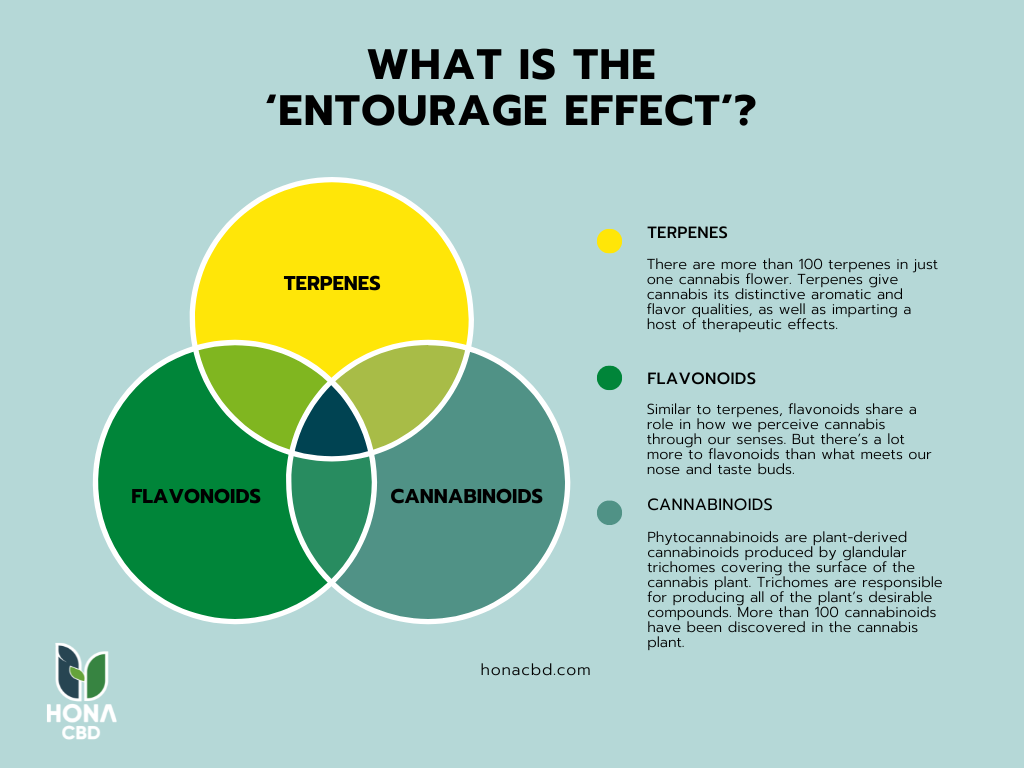 infographic explaining what is the entourage effect